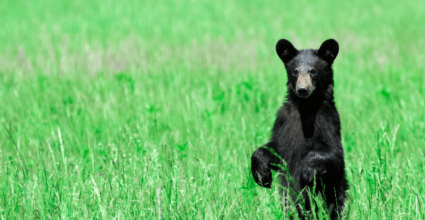 Juvenile black bear in a green meadow illustrating a bear market