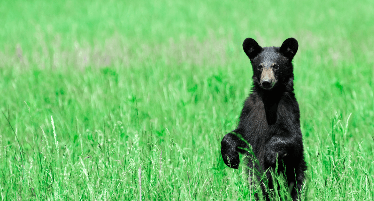 Juvenile black bear in a green meadow illustrating a bear market