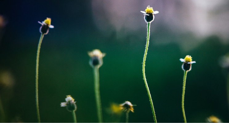 Close-up of flowers