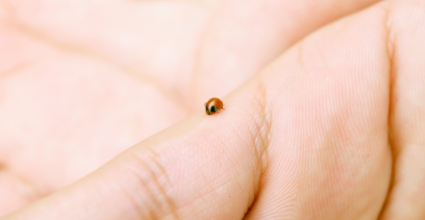 Small ladybug sitting in the palm of an open hand