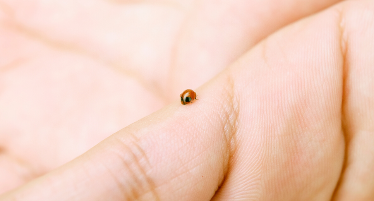 Small ladybug sitting in the palm of an open hand